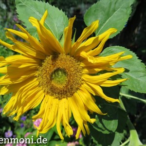 Blüte einer Sonnenblume