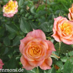 Rose rosa-gelb