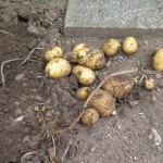 erste Kartoffelernte