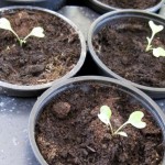 Junge Kohlrabi-Pflanzen mit 3-4 Blättern