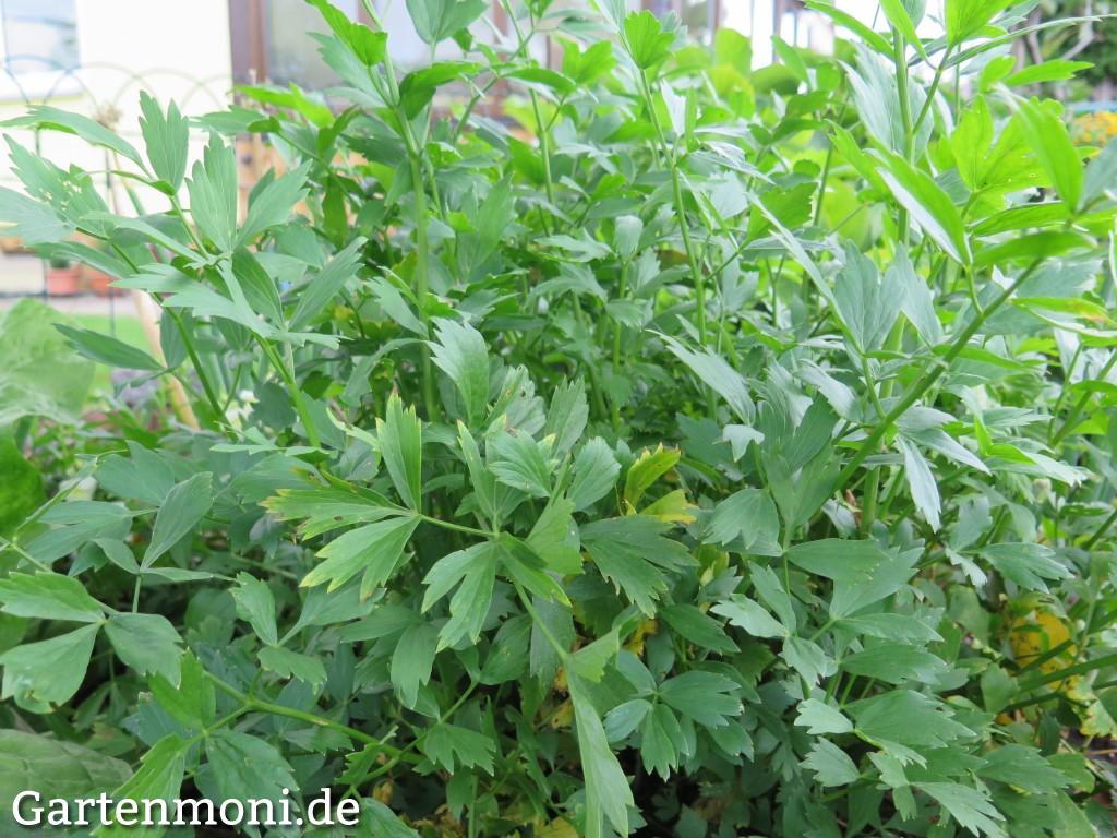1 Pflanze winterhart ganzjährige Ernte Volmary Liebstöckel Maggikraut Verino® 