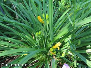 Lilie-gelb-Taglilien