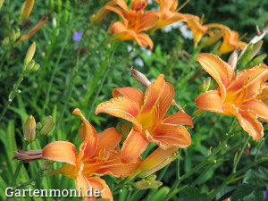 Lilie-orange-Taglilie-2