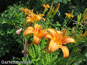 Lilie-orange-Taglilie