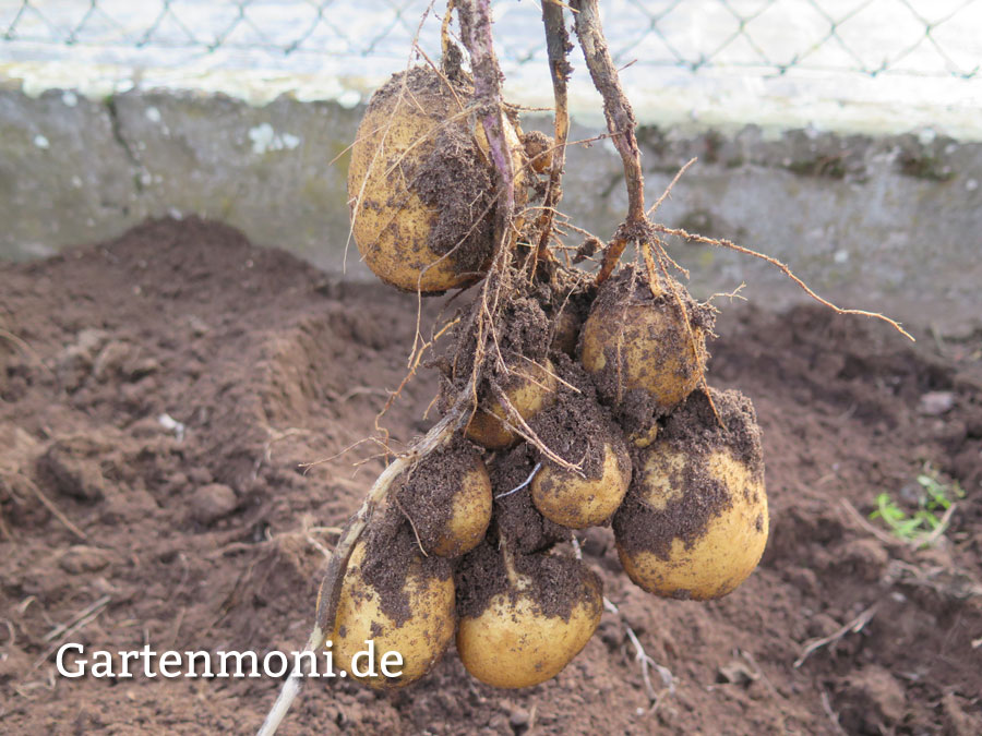 Kartoffeln Ernten Wann