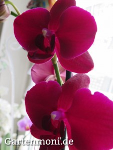 Orchidee-6