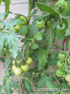 Tomaten-gruen-1