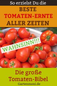 Tomatenbibel zur erfolgreichen Tomatenernte