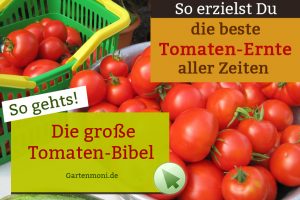 Tomaten-Bibel
