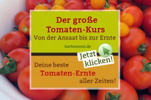 Der große Tomaten-Kurs - Von der Aussaat bis zur Ernte
