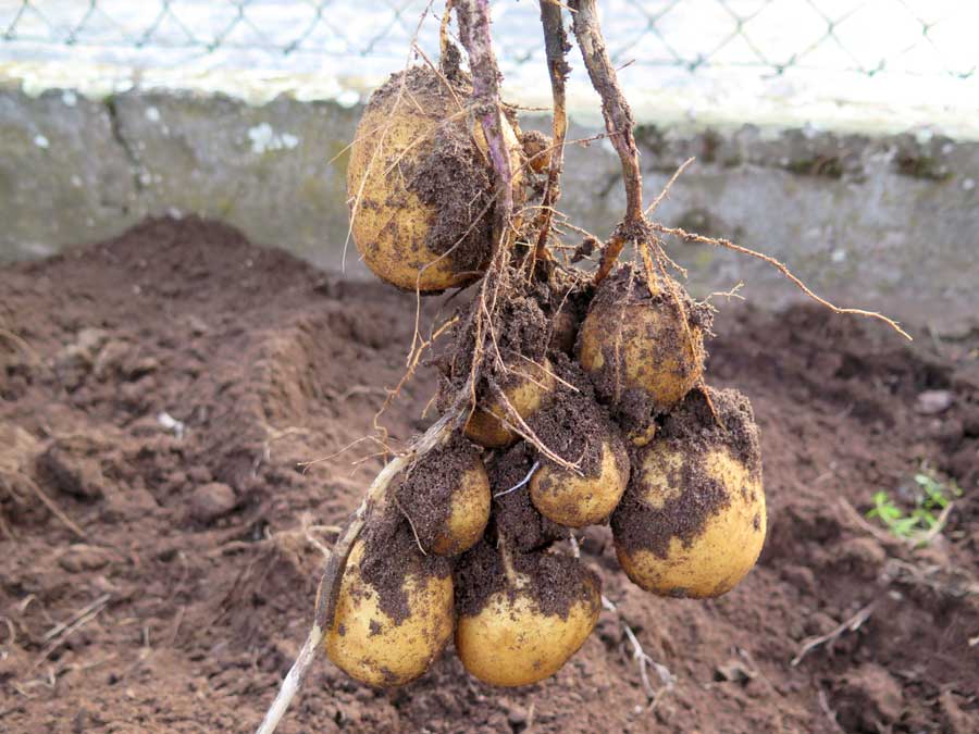 Wann sind Kartoffeln erntereif? - Gartenmoni - Altes Wissen bewahren